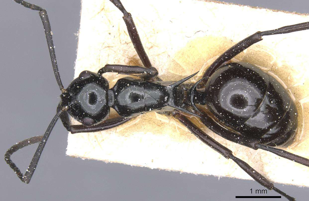 Image of Polyrhachis emmae Santschi 1920