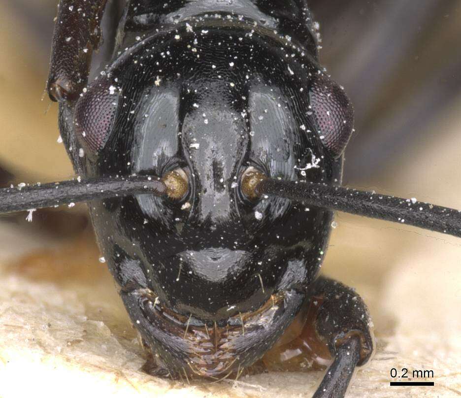 Image of Polyrhachis emmae Santschi 1920