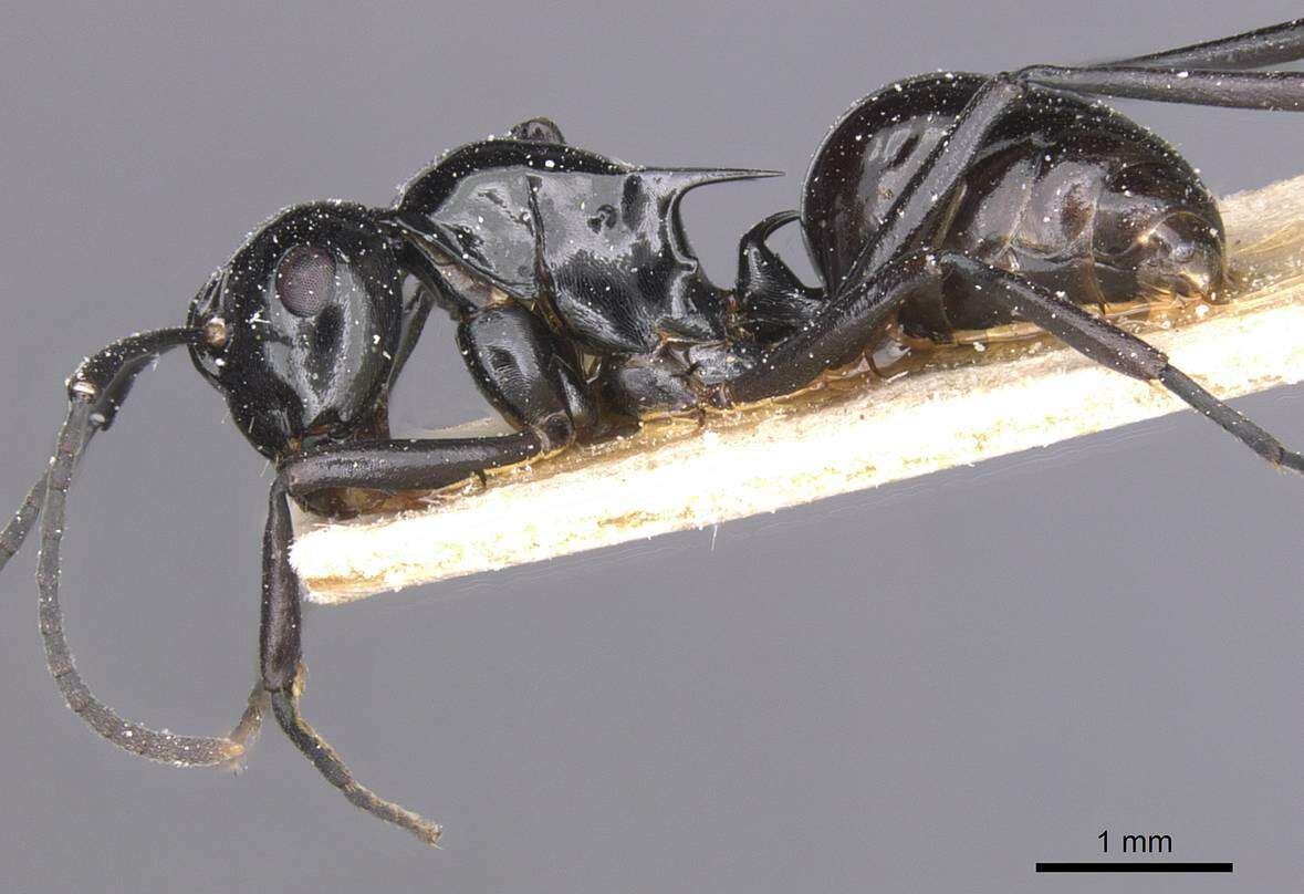 Image of Polyrhachis emmae Santschi 1920