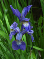 Image de Iris sanguinea Donn ex Hornem.