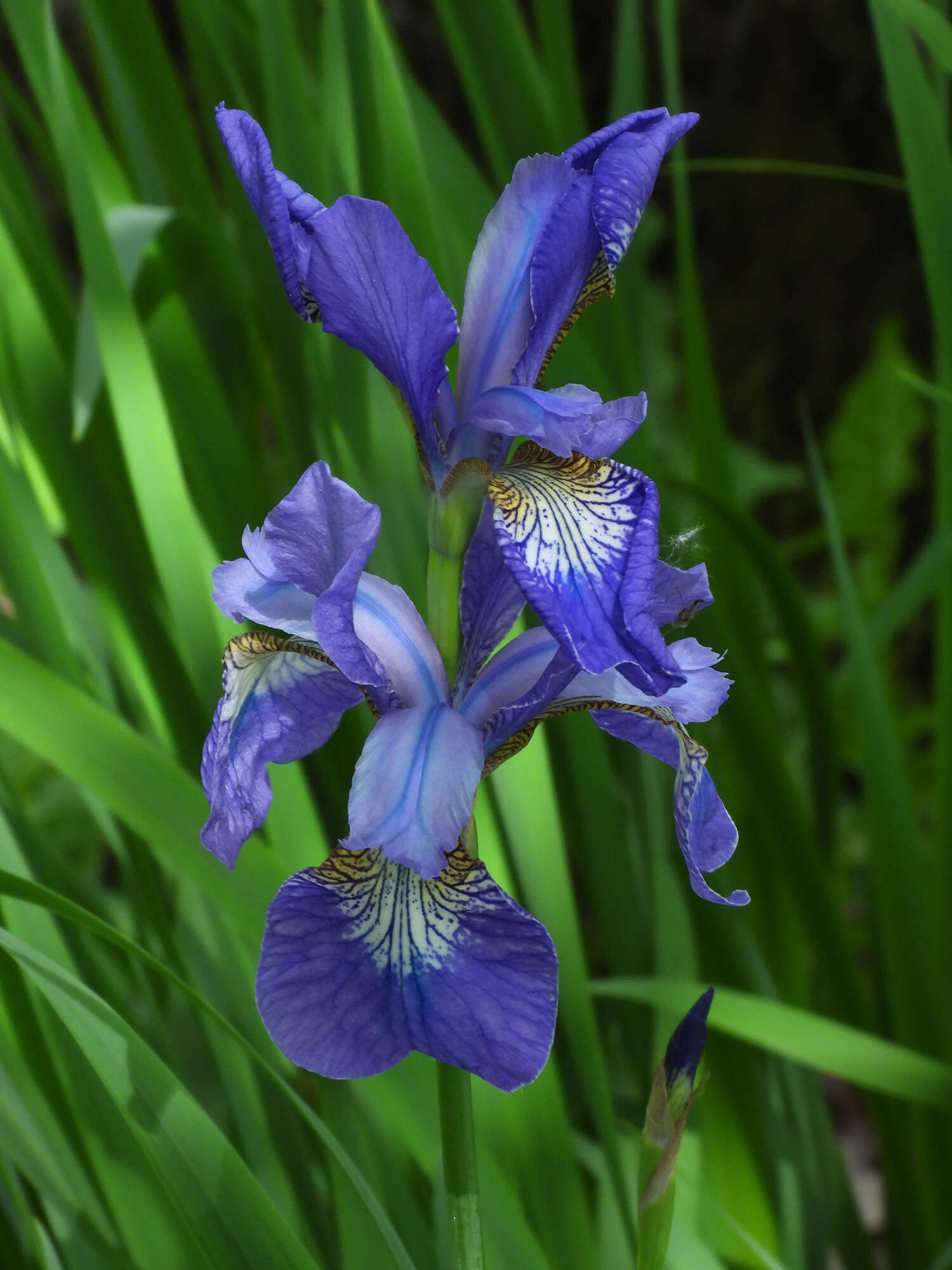 Image of blood iris