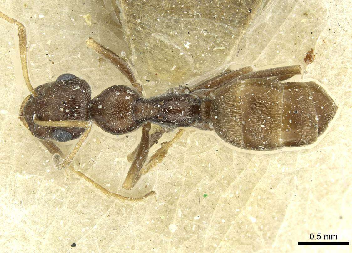 Image of Proformica caucasea (Santschi 1925)