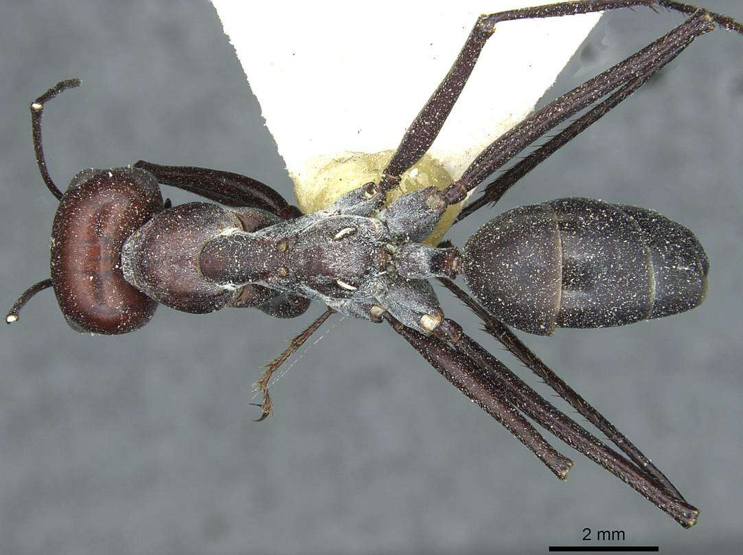 Image of Formicinae