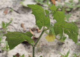 Plancia ëd Physalis arenicola Kearney