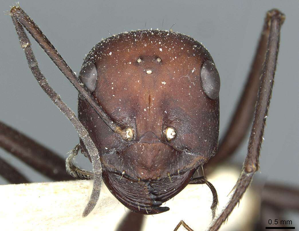 Image of Formicinae