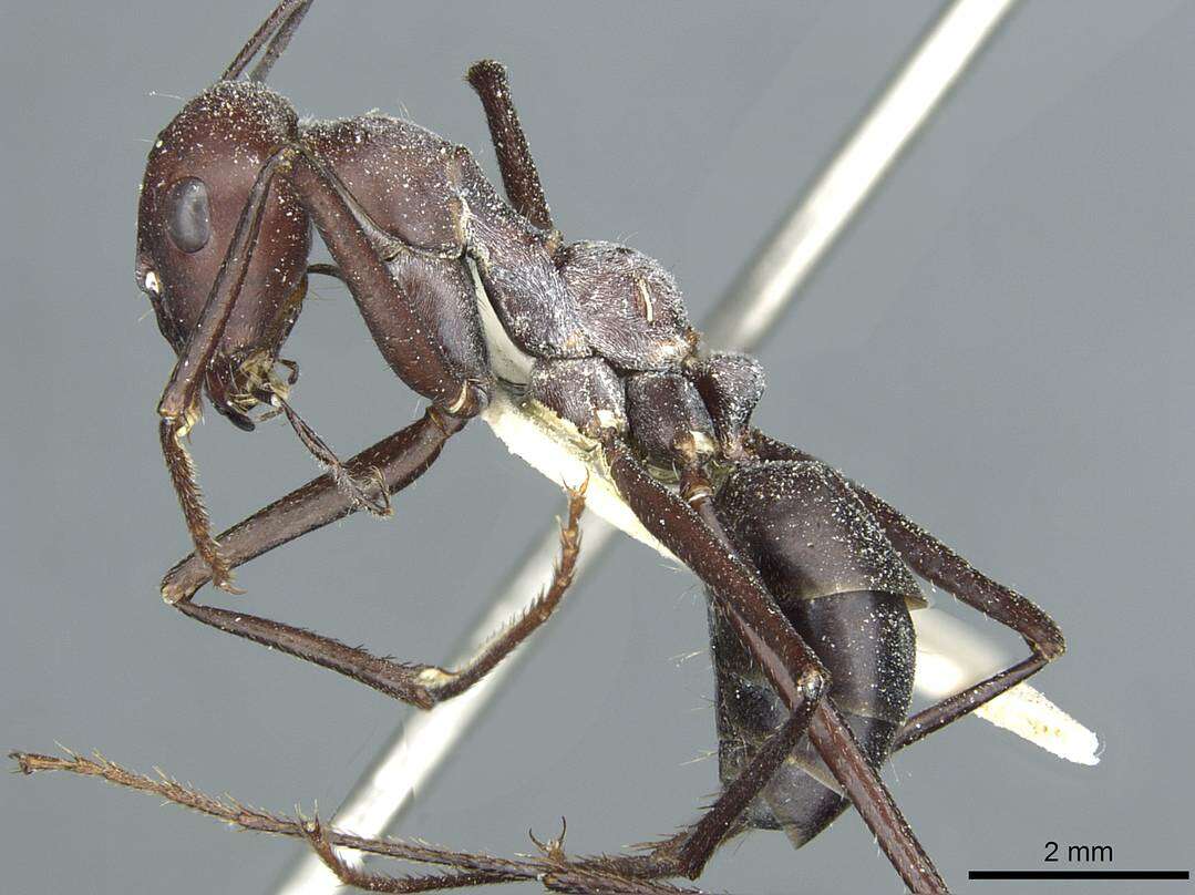 Image of Formicinae