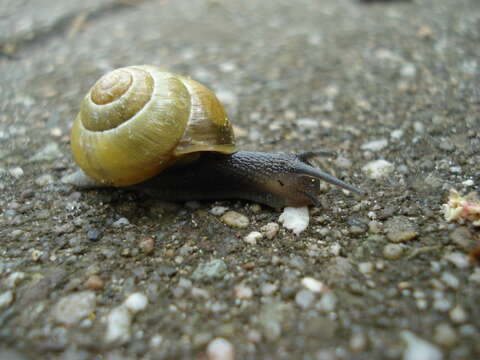 Image of White-lipped banded snail