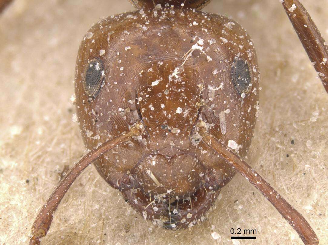 Слика од Camponotus guanchus Santschi 1908