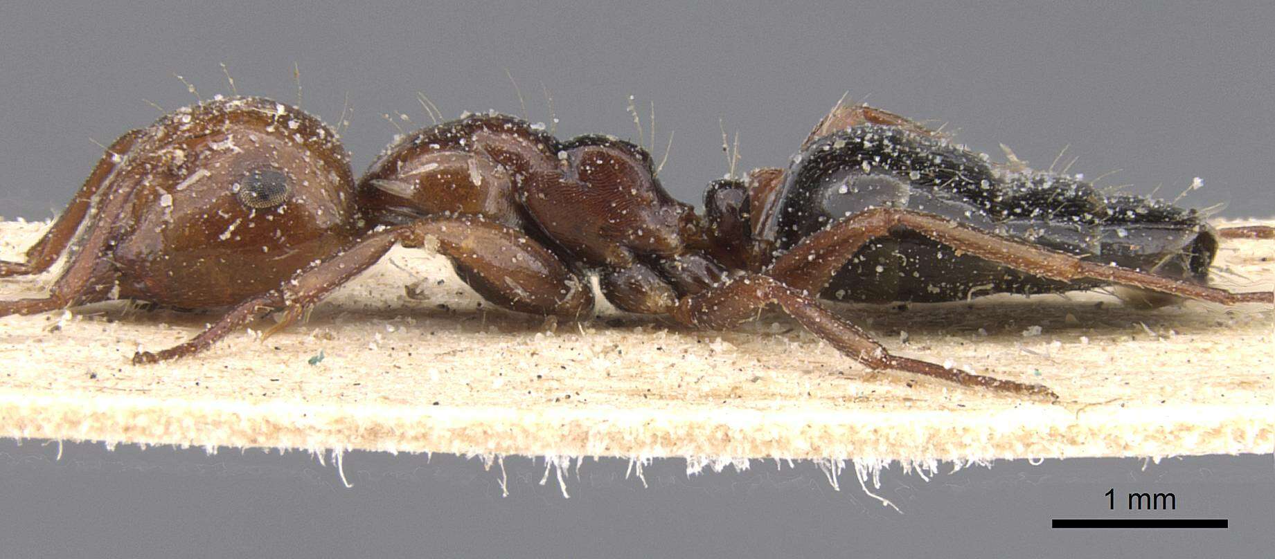 Слика од Camponotus guanchus Santschi 1908