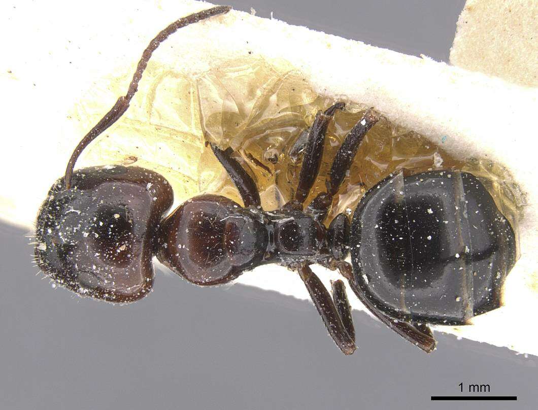 Plancia ëd Camponotus lateralis (Olivier 1792)