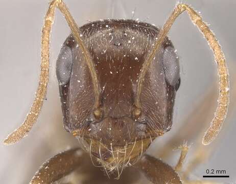 Image of Cataglyphis emeryi (Karavaiev 1910)