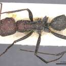 Image of <i>Cataglyphis gaetula</i>