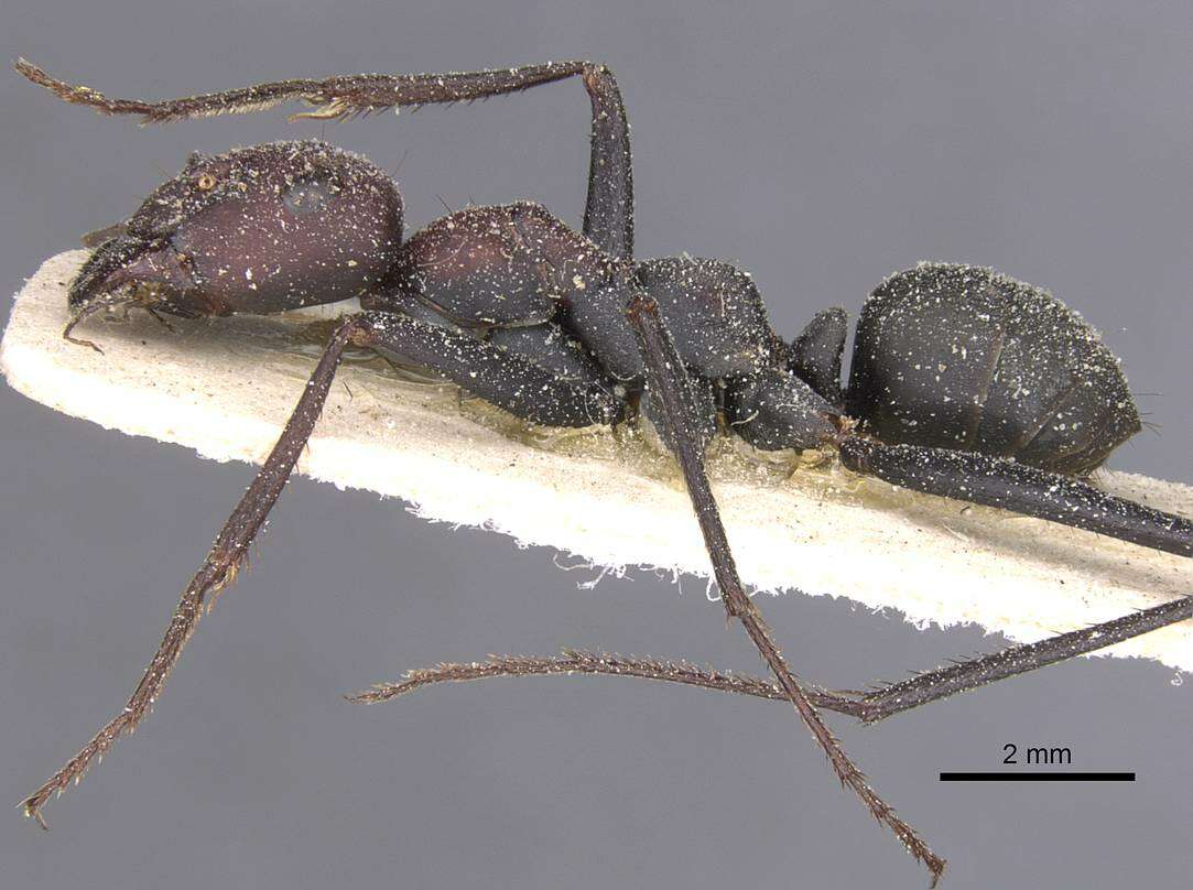 Image of <i>Cataglyphis gaetula</i>