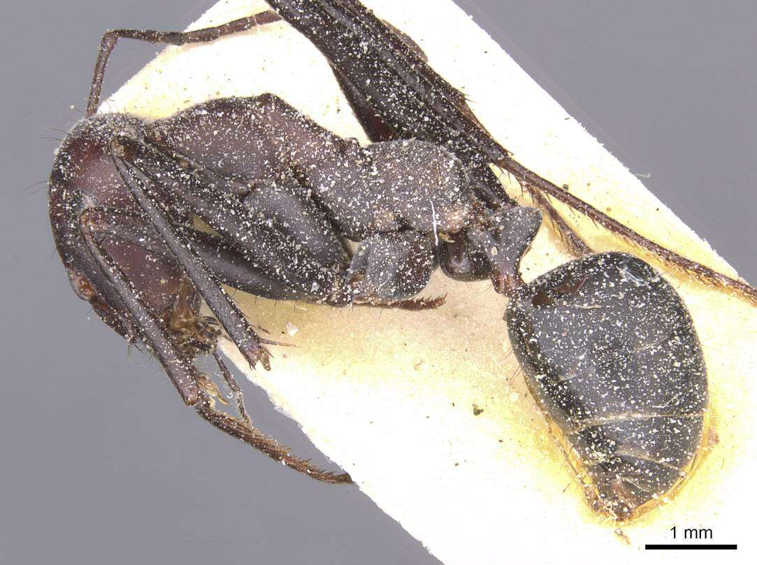 Image of Cataglyphis pilisquamis