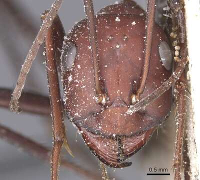 Image of Formicinae