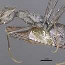 Image of Cataglyphis nigra