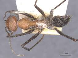 Image of Cataglyphis nigripes Arnol'di 1964