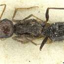 Image of Cataglyphis otini Santschi 1929