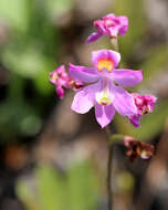 Image of Many-flowered grass-pink orchid