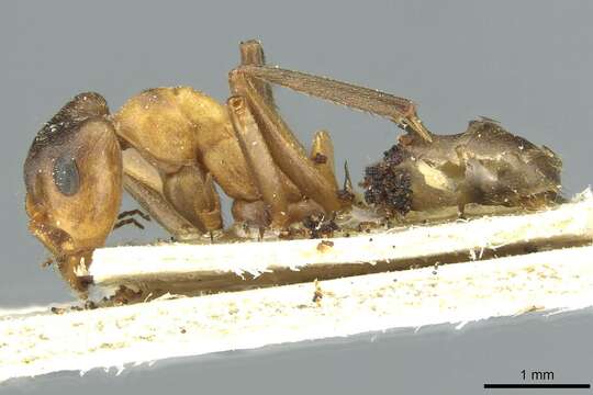 Image of Narrow headed ant