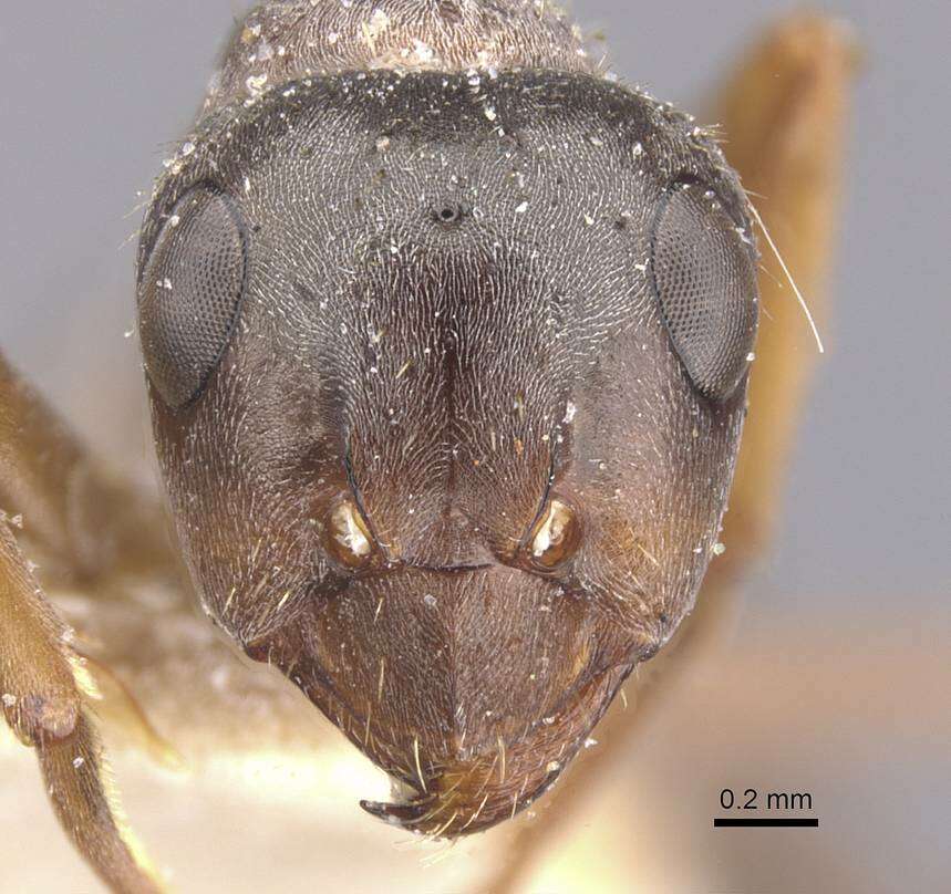 Image of Formica canadensis Santschi 1914