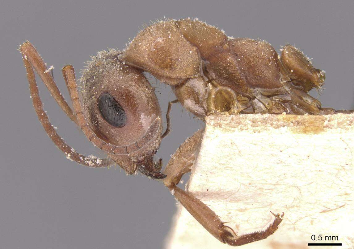 Image of Formica cinerea Mayr 1853