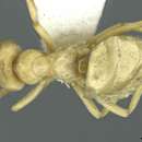 Image of Lasius mikir Collingwood 1982