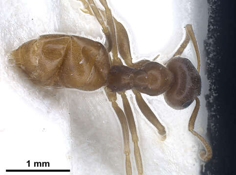 Image of Lasius schaeferi Seifert 1992