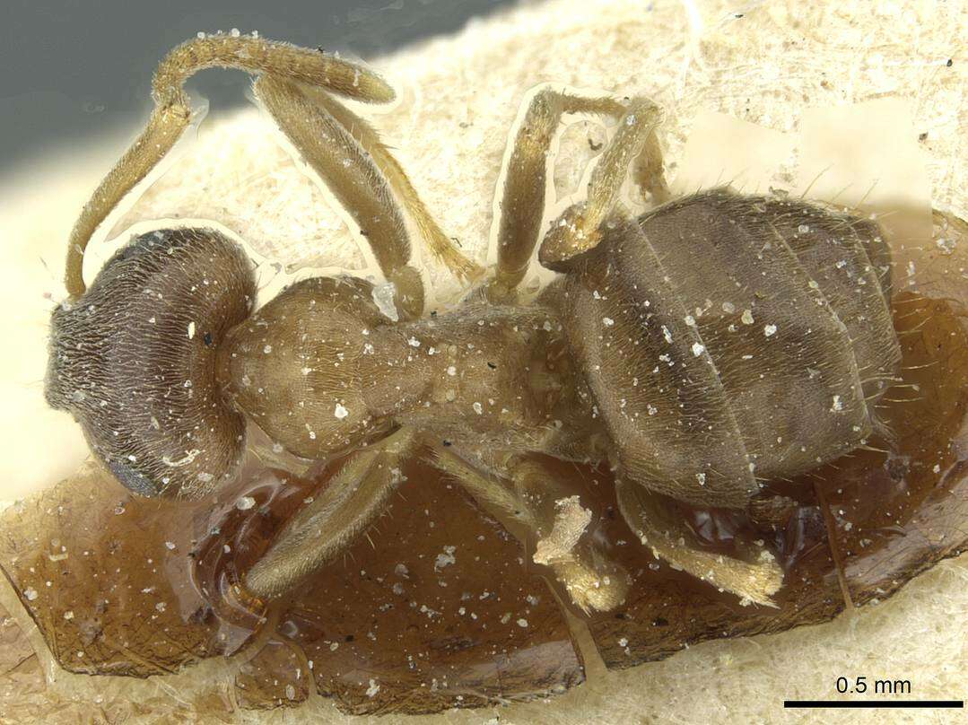 Imagem de Lasius turcicus Santschi 1921