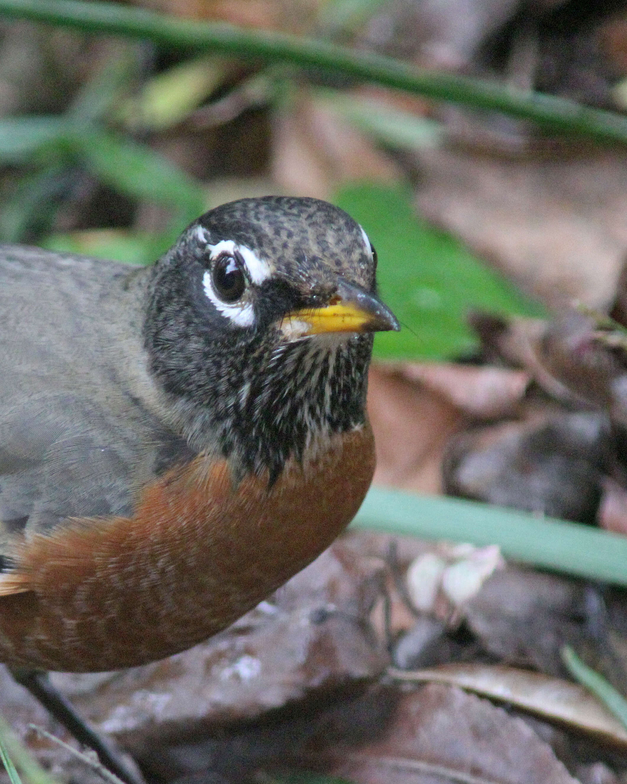 Image of American Robin