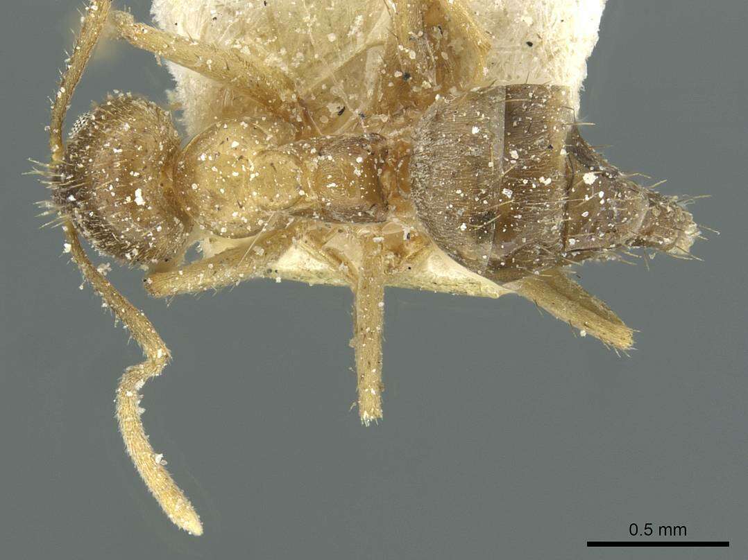 Image of Nylanderia jaegerskioeldi