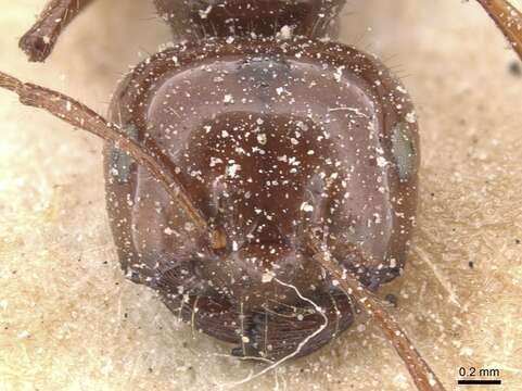 Image of Melophorus turneri Forel 1910