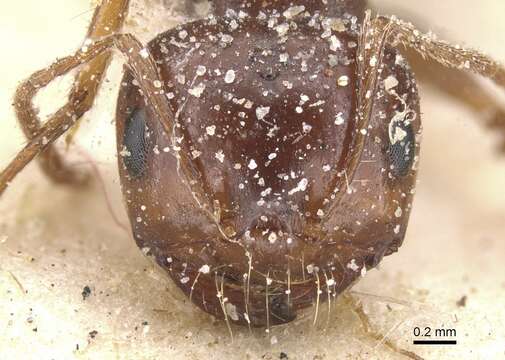 Image of Melophorus turneri Forel 1910