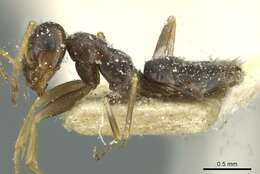 صورة Tapinolepis simulans