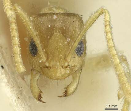 صورة Tapinolepis tumidula