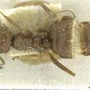 Image of Anoplolepis rufescens (Santschi 1917)