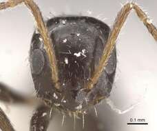 Image of Lepisiota ngangela (Santschi 1937)