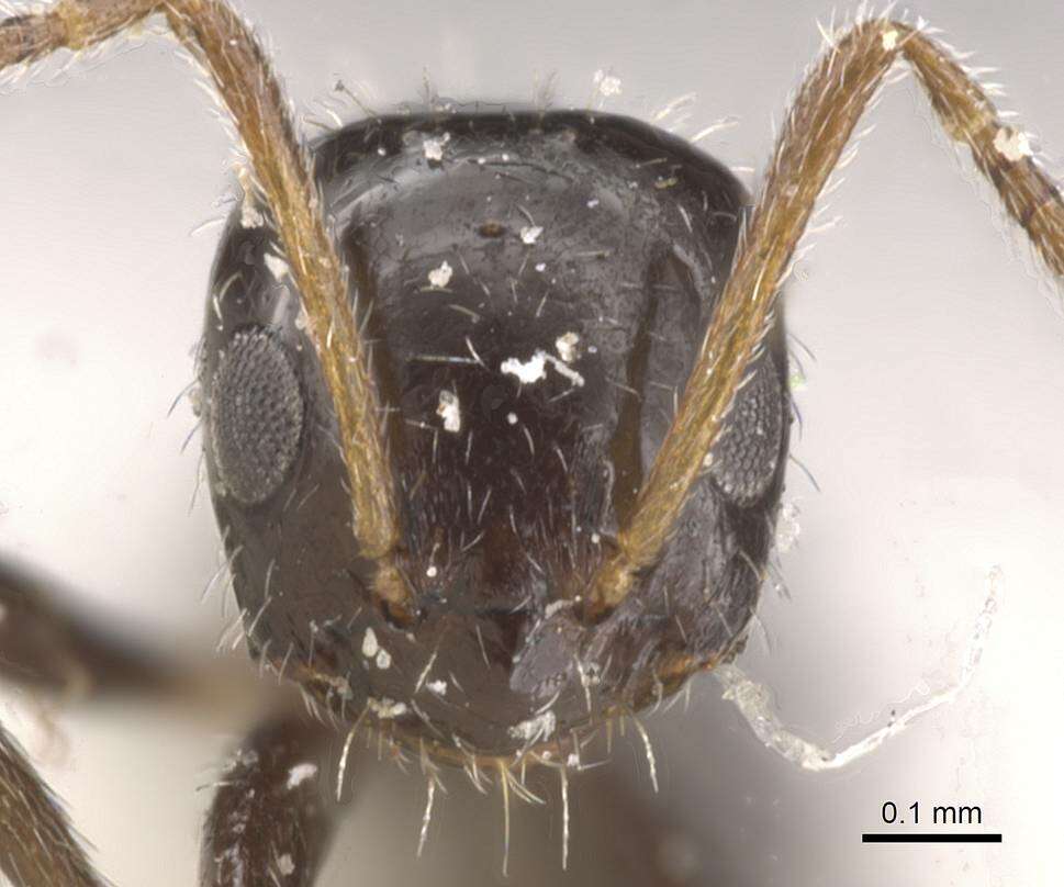 Image of Lepisiota ngangela (Santschi 1937)