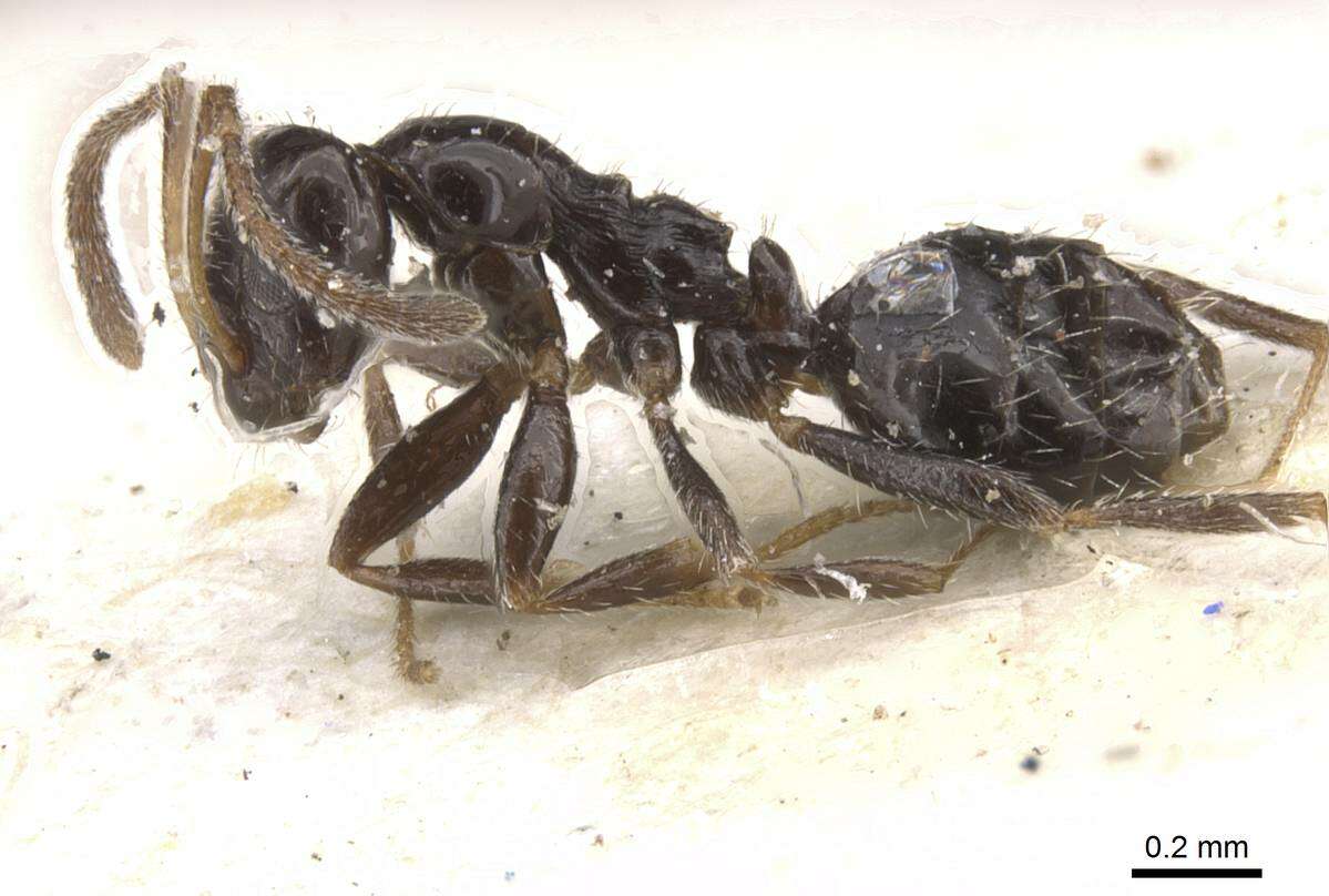 Image of Lepisiota ngangela (Santschi 1937)