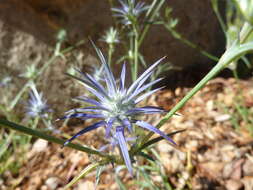 Imagem de Eryngium ovinum A. Cunn.