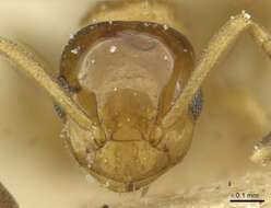 Image of Stigmacros debilis Bolton 1995