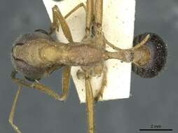 صورة Myrmecia desertorum Wheeler 1915