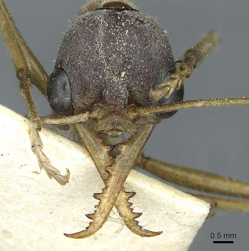 Image of Myrmecia desertorum Wheeler 1915