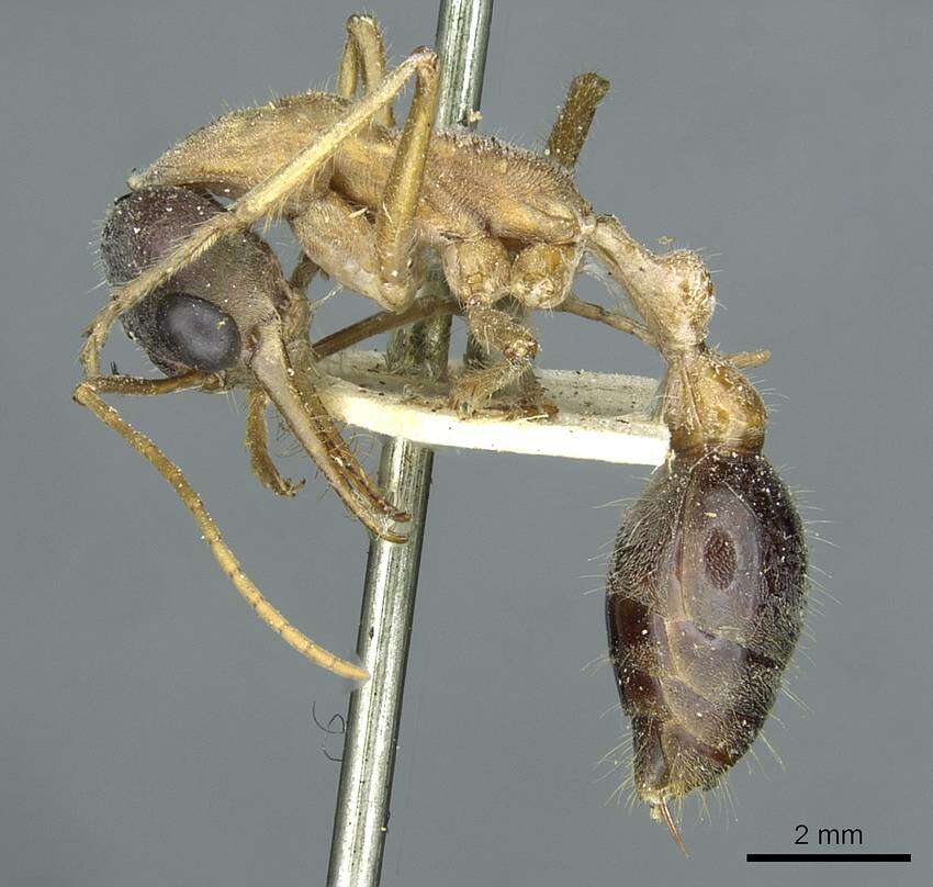 Image of Myrmecia desertorum Wheeler 1915