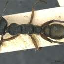 Image of Myrmecia fulvipes Roger 1861