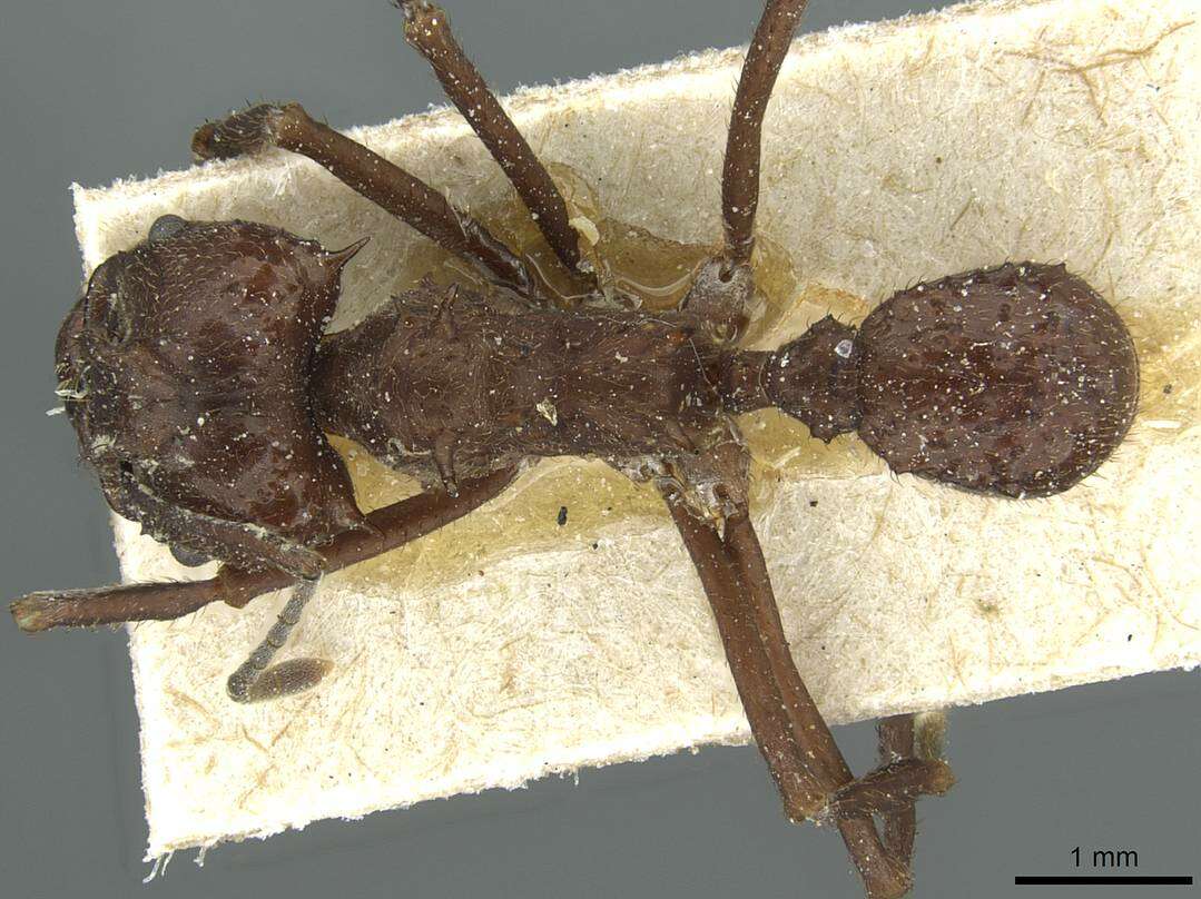 Image of Acromyrmex