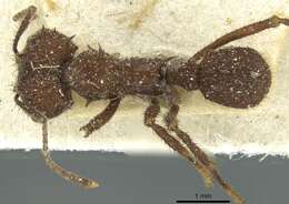 Imagem de Acromyrmex aspersus (Smith 1858)