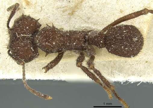 Imagem de Acromyrmex