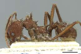 Imagem de Acromyrmex aspersus (Smith 1858)