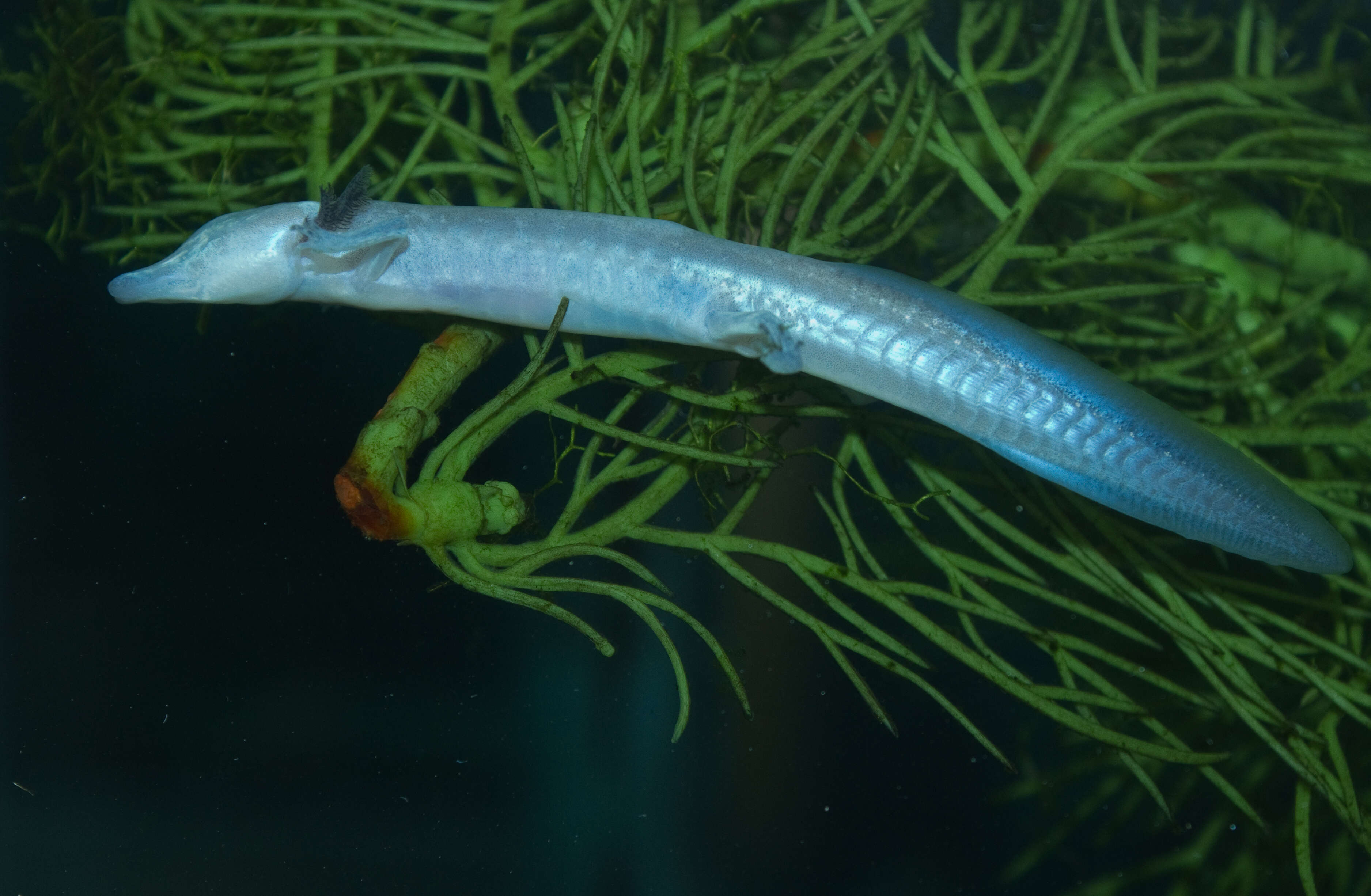 Image of Texas Blind Salamander